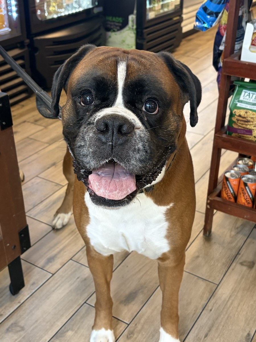 John Wick, October's Dog of the Month, standing inside The Island Shoppe