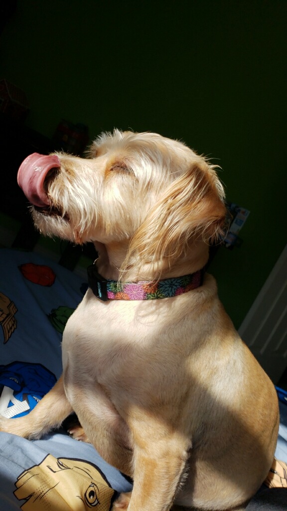 Marley, August's Dog of the Month at The Island Shoppe
