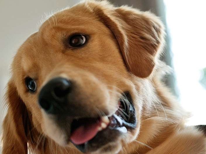 Charlie, this month's Dog of the Month, a happy golden retriever